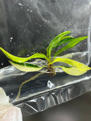 Philodendron Carmel Marble Variegated (1 plantlet/bag) Tissue culture