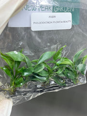 Philodendron florida beauty (5 plantlets/bag) Tissue culture