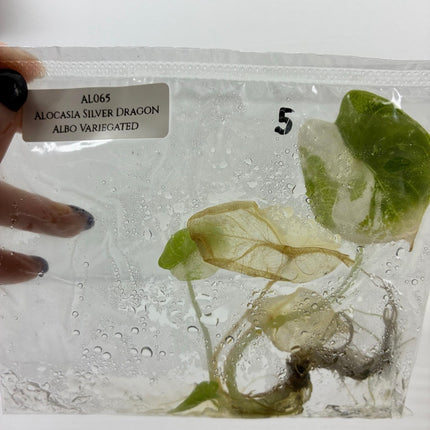 SALE 50% OFF Alocasia Silver Dragon Albo Variegated Tissue Culture (1 item/bag) (1-2 leaves)