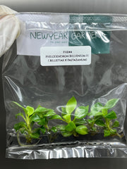 Philodendron Billienium H (Billietiae x Pastazanum) (5 plants/bag) Tissue culture
