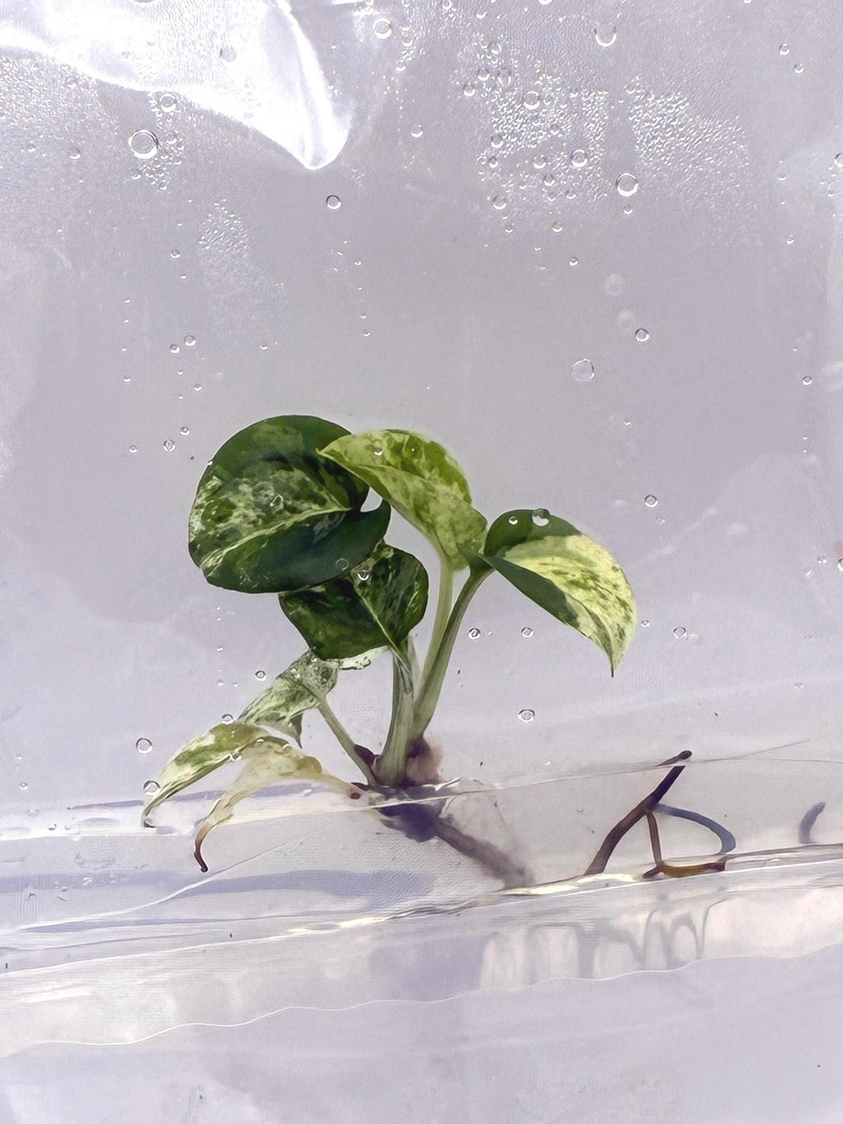 Epipremnum Marble (1 plantlet/bag) Tissue culture