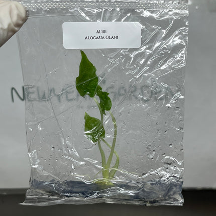 Alocasia Olani Tissue Culture (1 plant/bag)
