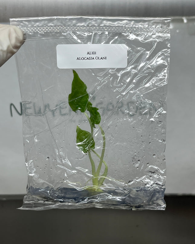 Alocasia Olani Tissue Culture (1 plant/bag)
