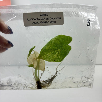 SALE 50% OFF Alocasia Silver Dragon Albo Variegated Tissue Culture (1 item/bag) (1-2 leaves)