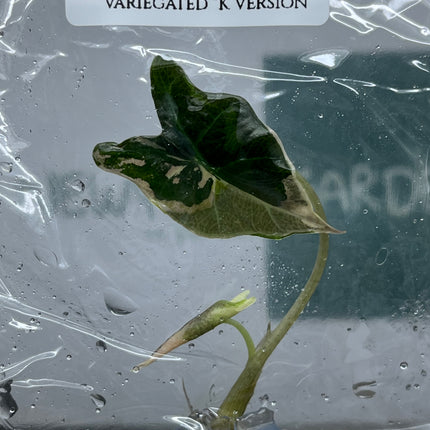 Alocasia Nobilis Pink Variegated "K Version" Tissue Culture (1 plant/bag) (1-2 leaves)