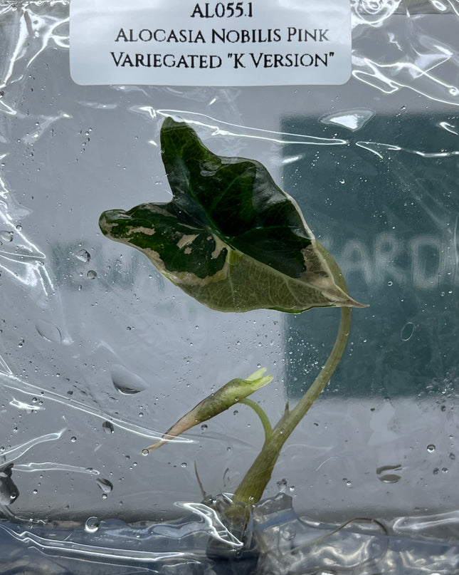 Alocasia Nobilis Pink Variegated "K Version" Tissue Culture (1 plant/bag) (1-2 leaves)