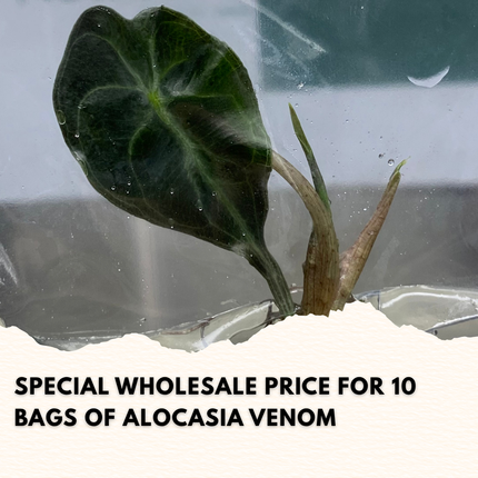 Wholesale Alocasia Venom Tissue Culture (10 Bags)