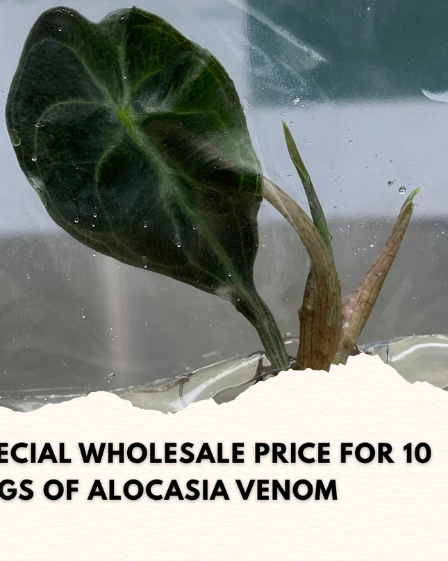 Wholesale Alocasia Venom Tissue Culture (10 Bags)
