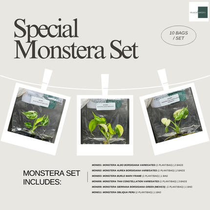 Special Set of 10 Bags of Monstera Tissue Culture