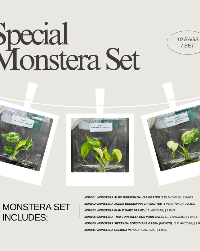 Special Set of 10 Bags of Monstera Tissue Culture
