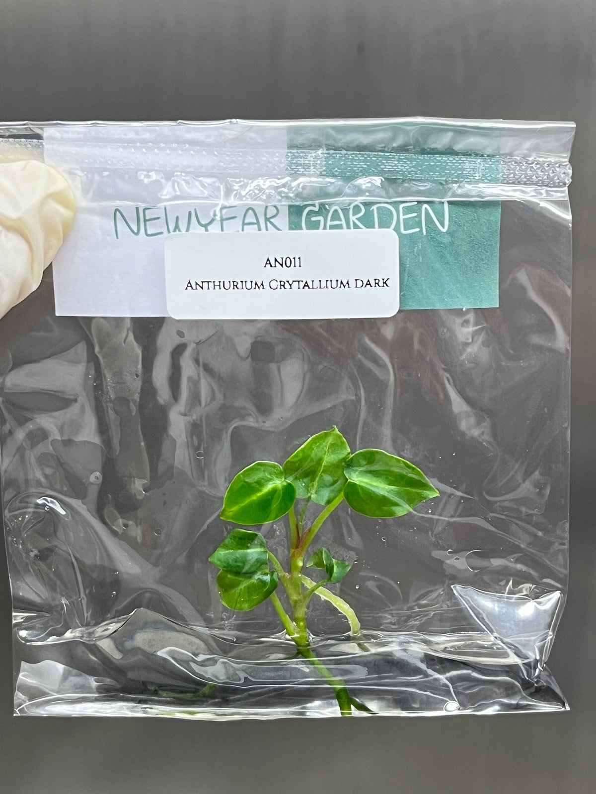 Anthurium Crytallium dark (1 plantlet/bag) Tissue culture
