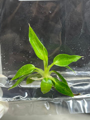 Philodendron spiritus sancti (1 plantlet/bag) Tissue culture