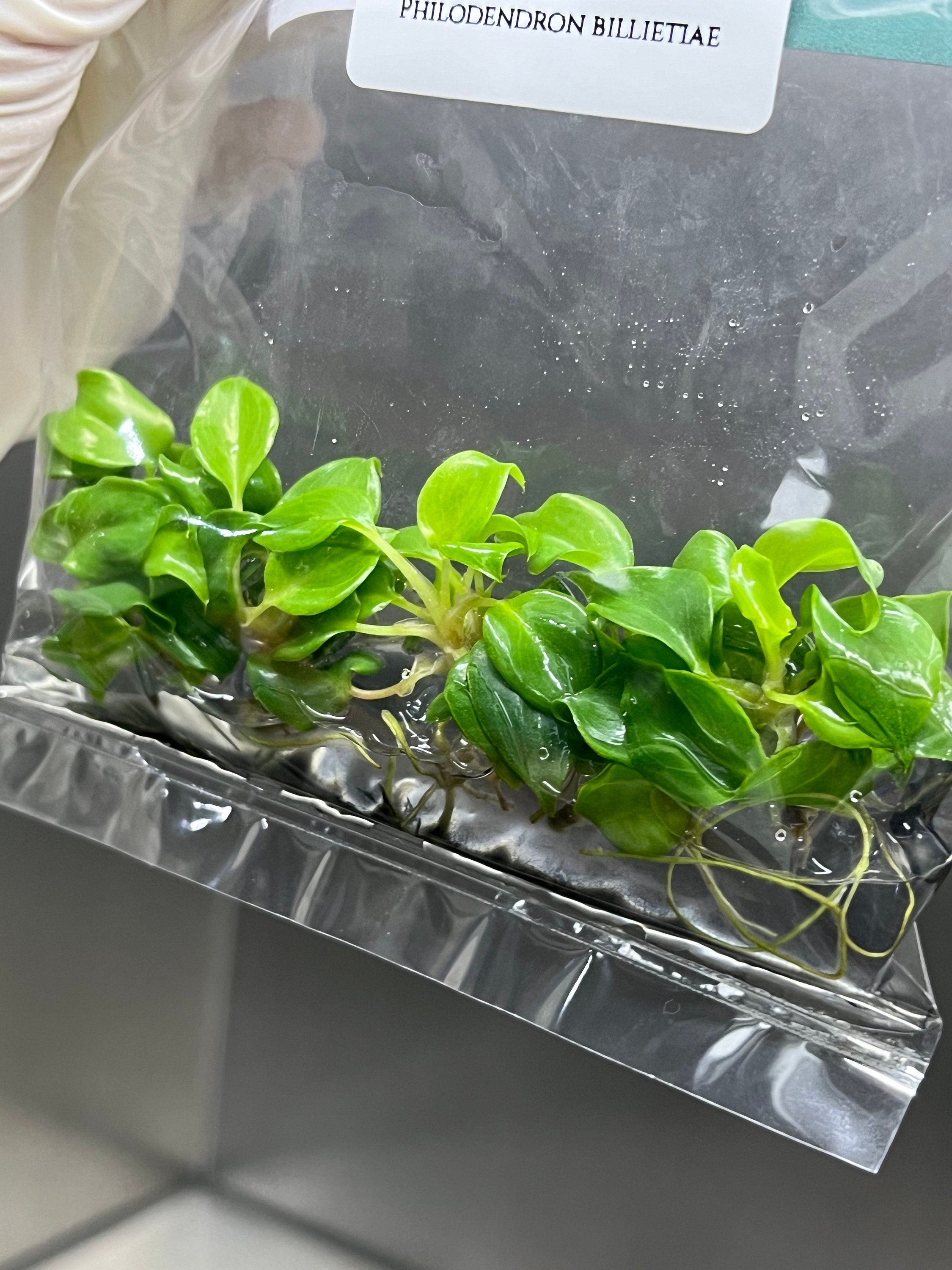 Philodendron billietiae (5 plantlets/bag) Tissue culture