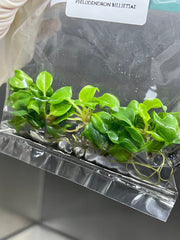 Philodendron billietiae (5 plantlets/bag) Tissue culture
