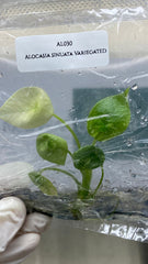 Alocasia sinuata Variegated (1 plantlet/bag) Tissue culture