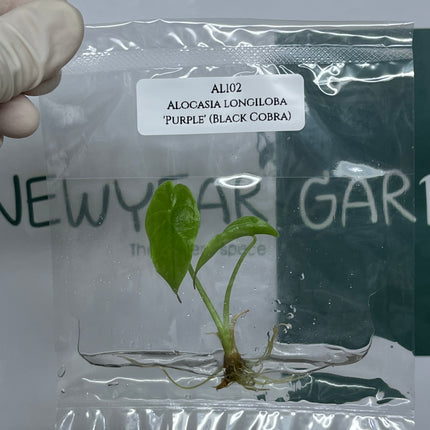 Alocasia Longiloba 'Purple' (Black Cobra) Tissue Culture (1 plant/bag) (1-2 leaves)