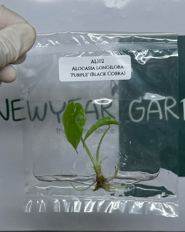 Alocasia Longiloba 'Purple' (Black Cobra) Tissue Culture (1 plant/bag) (1-2 leaves)