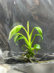 Epipremnum Giganteum Variegated (Marble) (1 plantlet/bag) Tissue culture