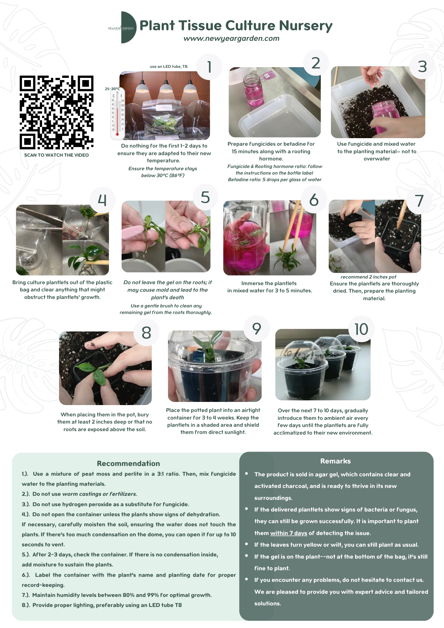 Philodendron Xanadu Variegted (1 plantlet/bag) Tissue culture