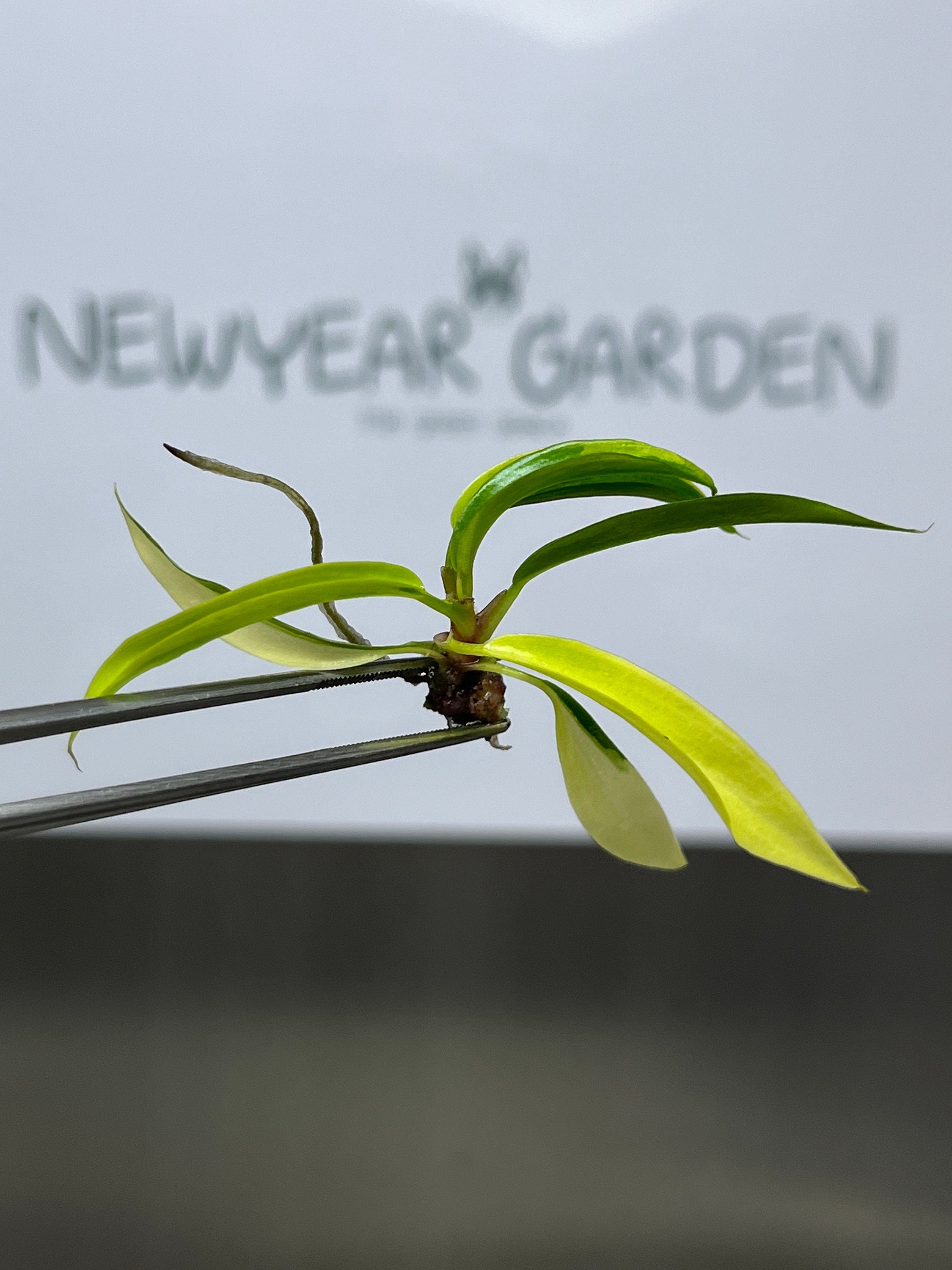 Philodendron Carmel Marble Variegated (1 plantlet/bag) Tissue culture