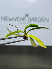 Philodendron Carmel Marble Variegated (1 plantlet/bag) Tissue culture