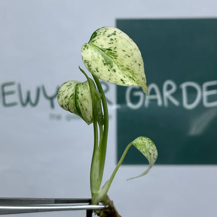 Monstera Star Shadow Tissue Culture (1 plant/bag) (1-2 leaves)