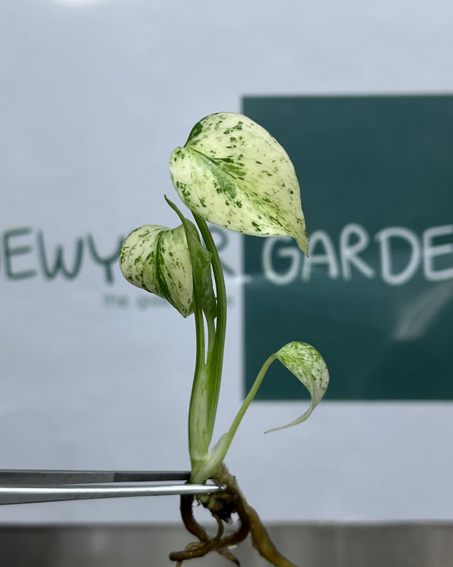 Monstera Star Shadow Tissue Culture (1 plant/bag) (1-2 leaves)