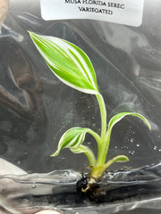 Musa Florida Serec Variegated (1 plantlet/bag) Tissue culture