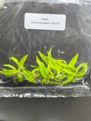 Philodendron ring of fire gold (5 plantlets/bag) Tissue culture
