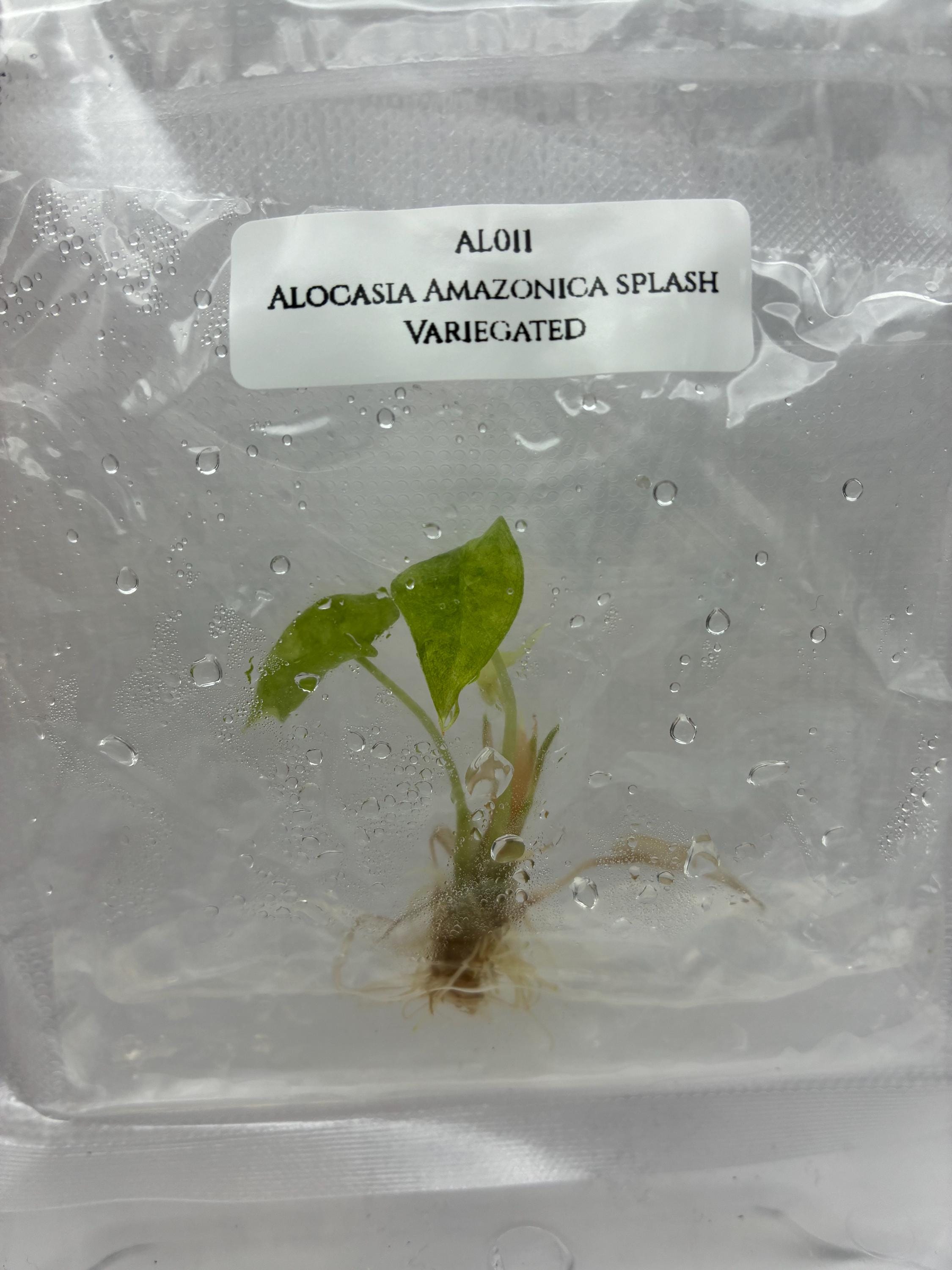 Alocasia Amazonica splash Variegated (1 plantlet/bag) Tissue culture
