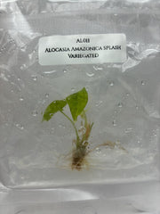 Alocasia Amazonica splash Variegated (1 plantlet/bag) Tissue culture