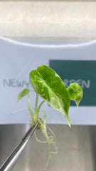 Alocasia dragon scale Variegated (1 plantlet/bag) Tissue culture