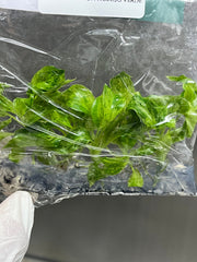 Philodendron paraiso verde (5 plantlets/bag) Tissue culture