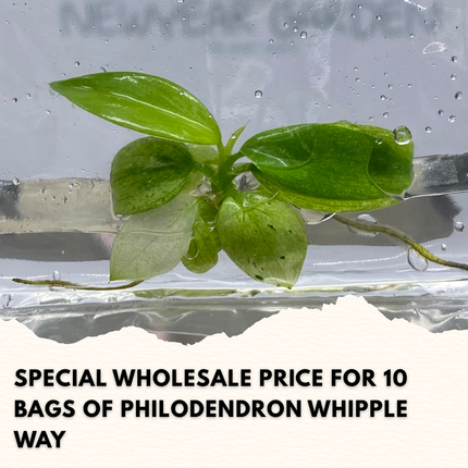 Wholesale Philodendron Whipple Way Tissue Culture (10 Bags)