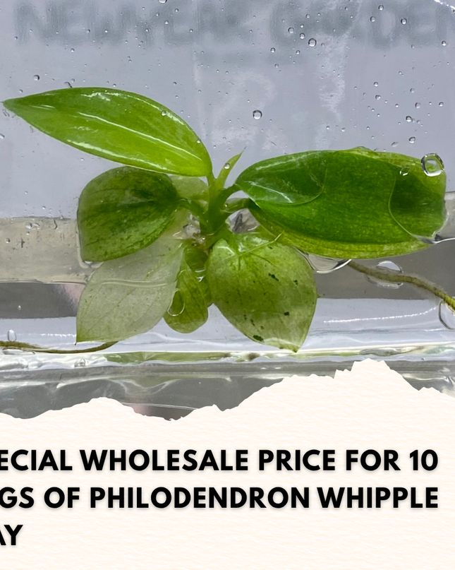 Wholesale Philodendron Whipple Way Tissue Culture (10 Bags)