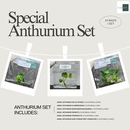 Special Set of 10 Bags of Anthurium Tissue Culture