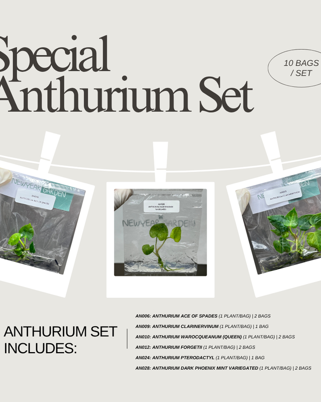 Special Set of 10 Bags of Anthurium Tissue Culture