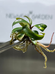 Philodendron strawberry shake variegated (1 plantlet/bag) Tissue culture