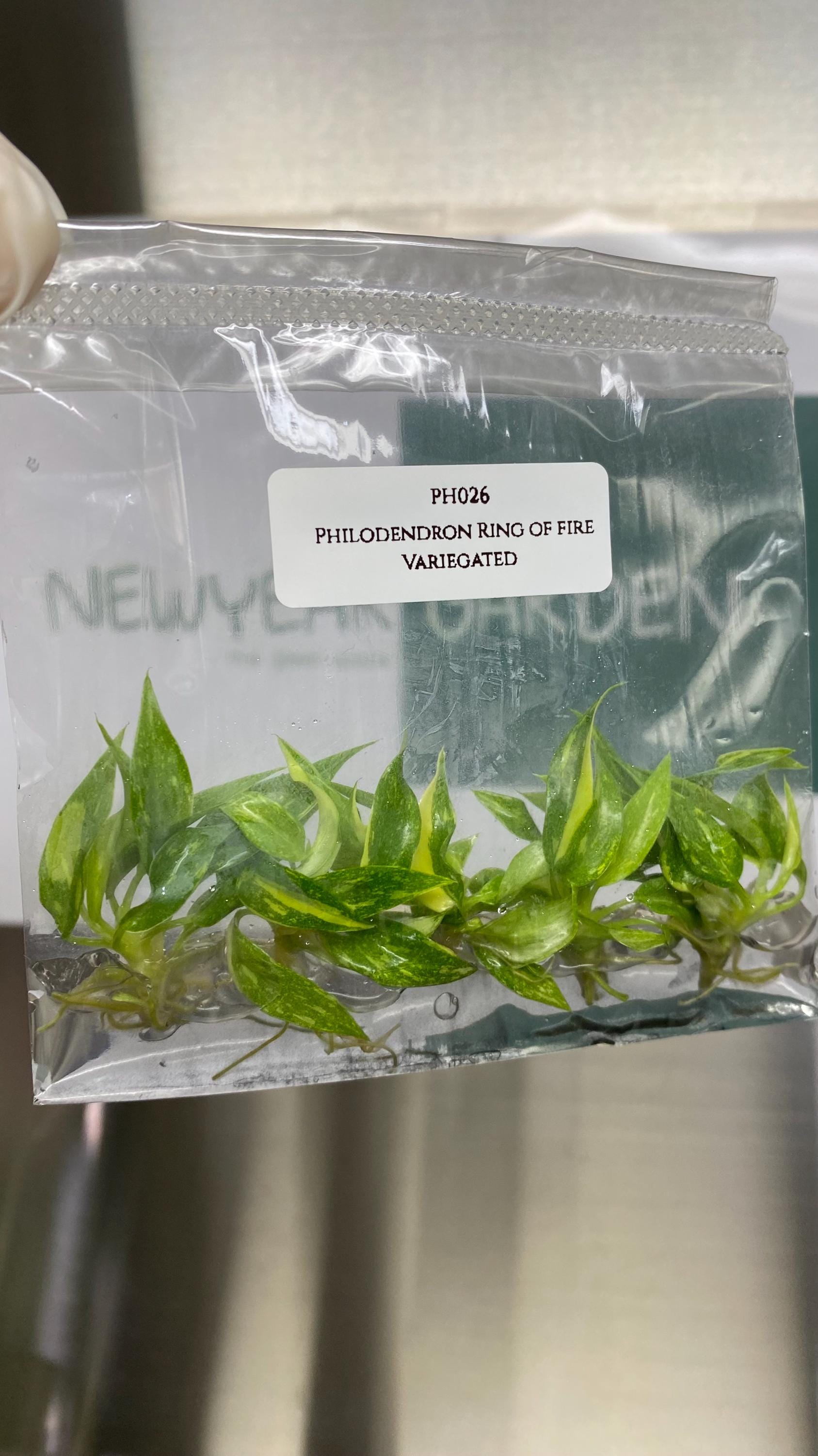 Philodendron Ring of fire variegated (5 plantlets/bag) Tissue culture