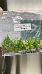 Philodendron Ring of fire variegated (5 plantlets/bag) Tissue culture