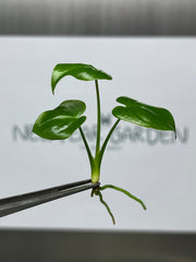 Philodendron goeldii (5 plantlets/bag) Tissue culture