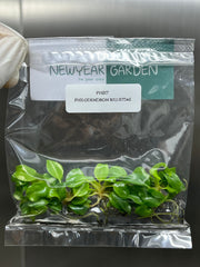 Philodendron billietiae (5 plantlets/bag) Tissue culture