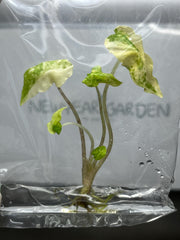 Alocasia jacklyn Variegated (1 plantlet/bag) Tissue culture