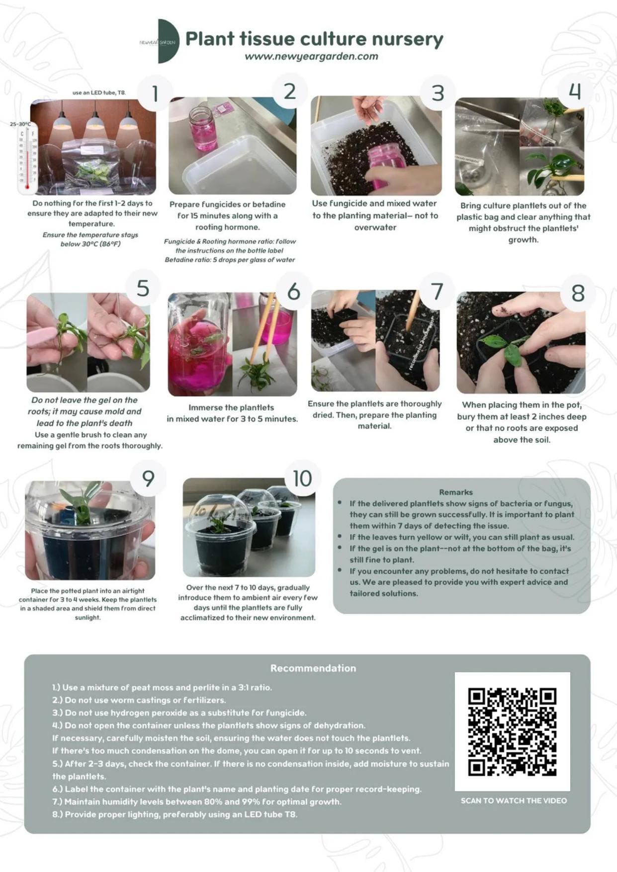 Alocasia maharani albo Variegated (1 plant/bag) Tissue culture