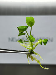 Anthurium warocqueanum (Queen) (1 plantlet/bag) Tissue culture