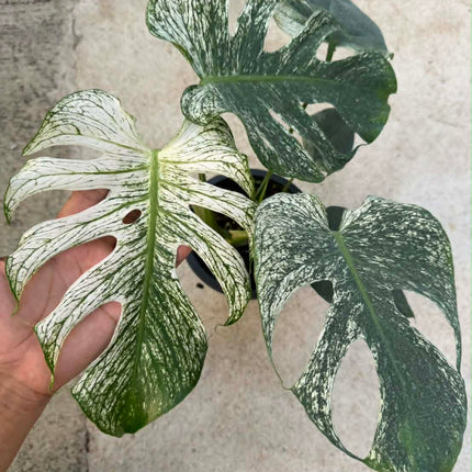 Monstera Devil Monster Variegated Tissue Culture (1 plant/bag)