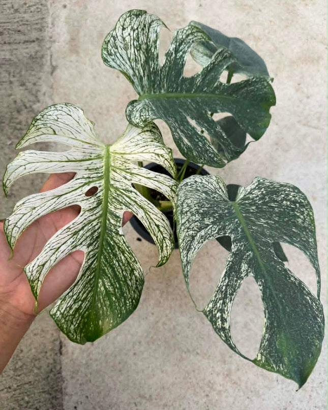 Monstera Devil Monster Variegated Tissue Culture (1 plant/bag)
