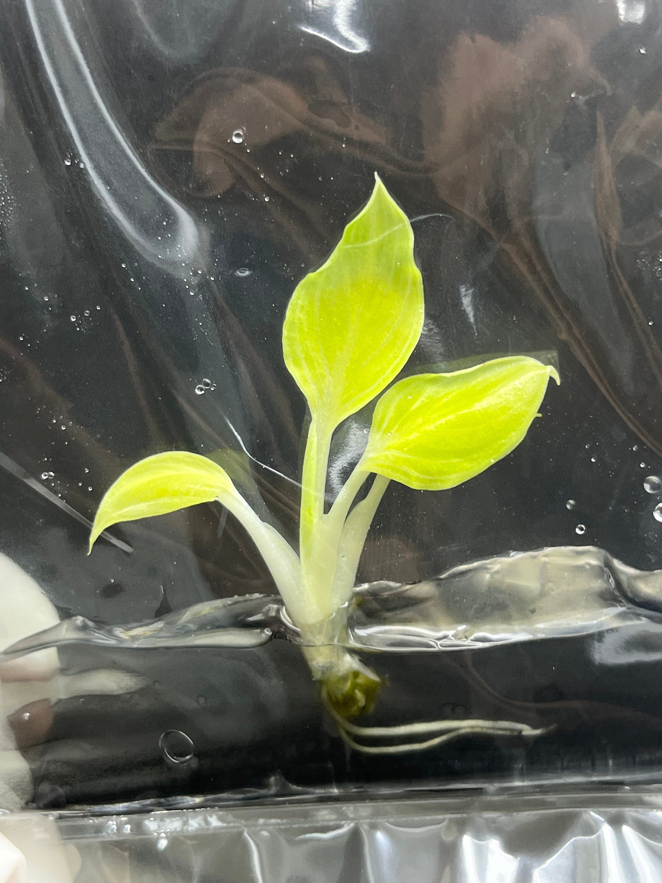 Spathiphyllum Sensation mint (1 plantlet/bag) Tissue culture