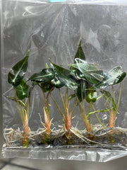 Alocasia Bambino (5 plantlets/bag) Tissue culture