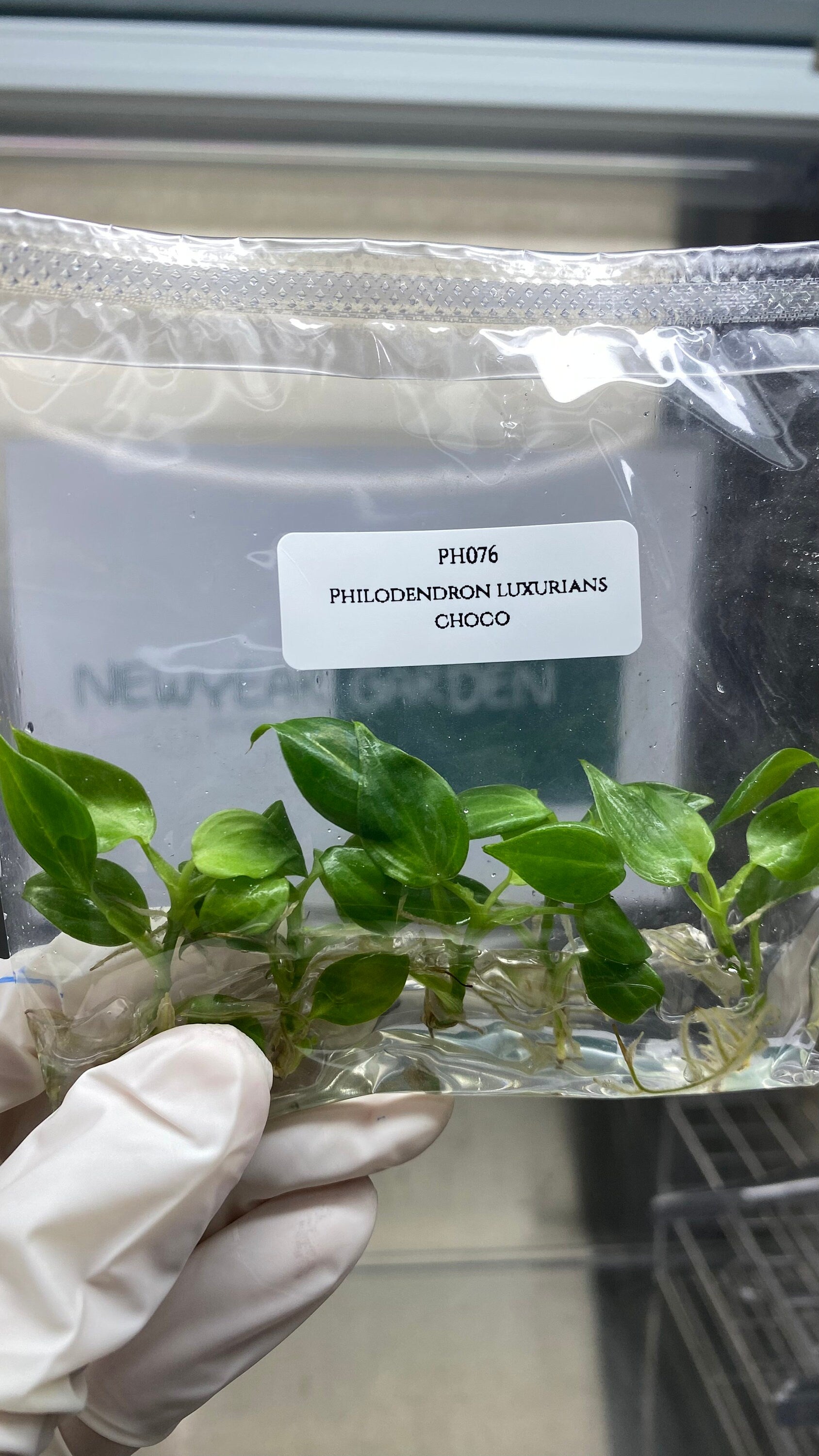 Philodendron luxurians choco (5 plantlets/bag) Tissue culture
